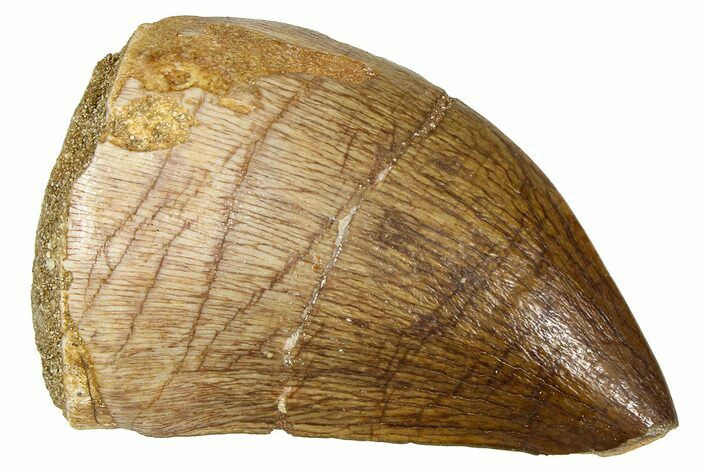 Fossil Mosasaur (Thalassotitan) Tooth - Morocco #374607